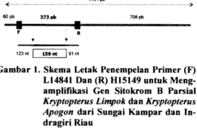 Gambar 1.  Skema  Letak Penempelan Primer (F)  L14841  Dan (R) H15149  untuk  Meng-amplifikasi  Gen  Sitokrom  B  Parsial  Kryptopterus Limpok dan Kryptopterus  Apogon  dari Sungai  Kampar dan   In-dragiri Riau 
