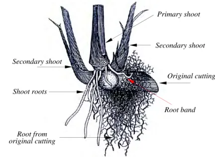 Gambar 24  Tunas tebu yang tumbuh dari mata tunas bibit tebu dan akar tunas  baru berkembang dari pita akar (Humbert 1968)
