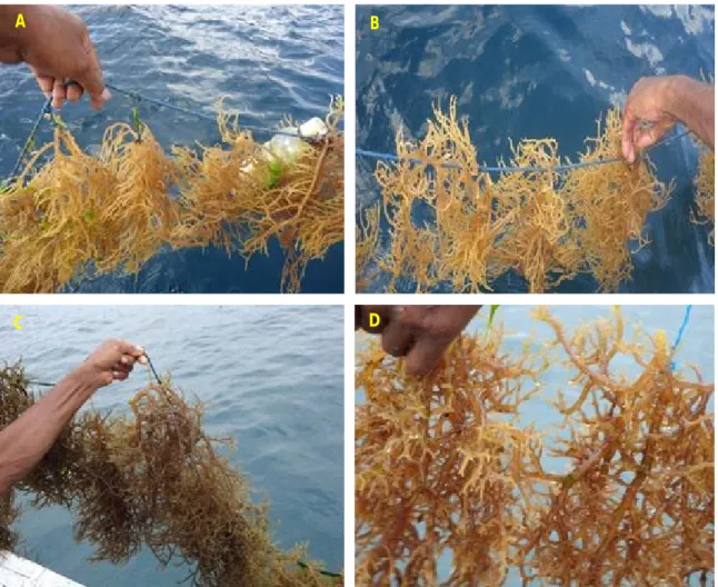 Gambar 2. Bibit rumput laut K. alvarezii dari sumber berbeda Figure 2. Seed of seaweed K