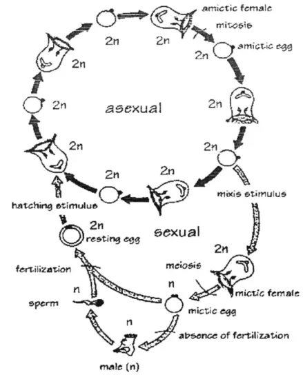 Gambar 26. Reproduksi Brachionus secara seksual dan parthenogenesis  