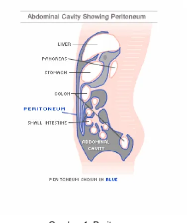 Gambar 1. Peritoneum
