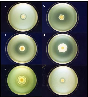 Gambar 3.  Pembentukan zone hambatan oleh agens biokontrol pada beberapa media uji; a) B