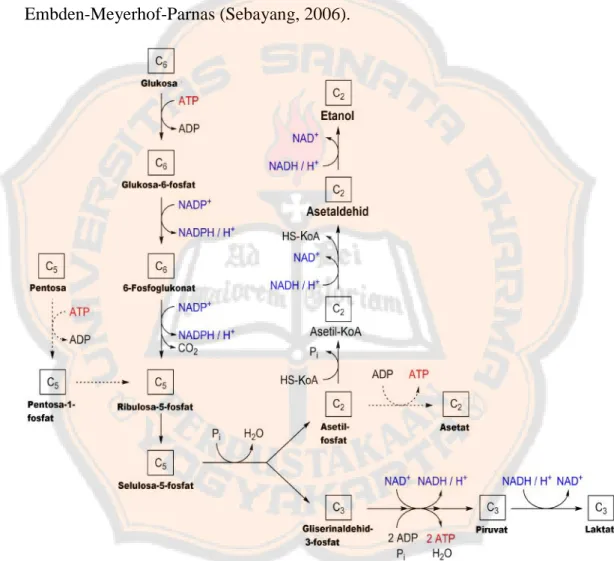 Gambar 1. Lintasan Embden-Meyerhof-Parnas (Anonim, 2014)