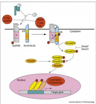 Gambar 2.  Pathway  gen  myostatin  (MSTN)  (Joulia et al. 