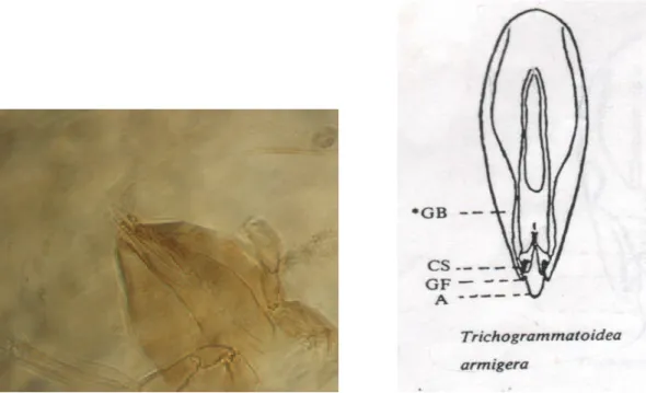 Gambar lampiran 3 Genitalia jantan Trichogrammatoidea armigera 