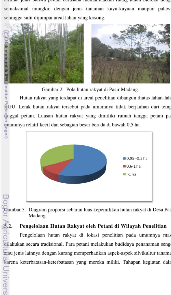 Gambar 2.  Pola hutan rakyat di Pasir Madang 