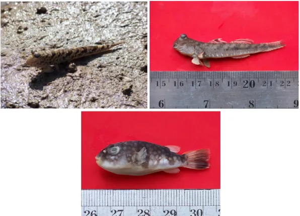 Gambar 1. Boleopthalmus boddarti (1); Periophthalmus argentilineatus (2); Chelonodon patoca (3)                                                                                          (Foto oleh Wahyudewantoro 2009) 