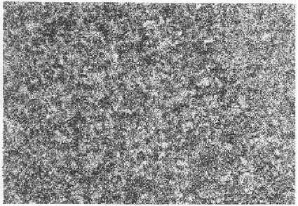 Gambar 3.  Mikrostruktur  Zr-0.5Sn-1.0Nb-0.75Fe dideformasi 60% dan  dipanaskan pada 750  o C selama 4 jam