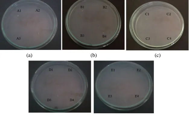 Gambar 1. Hasil seleksi bakteri endofit pada media padat CMC 1%.