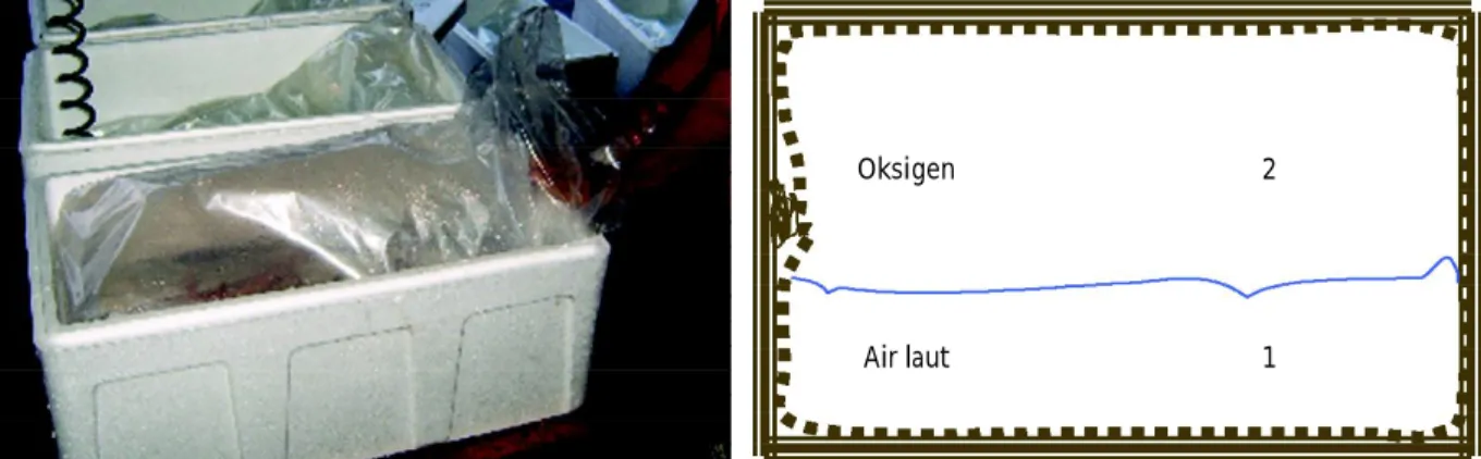 Gambar 5. Kotak styrofoam, posisi kantong plastik kemasan, dan perbandingan volume media air laut dan oksigen