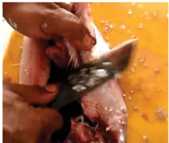 Gambar 15. Duri  ikan bandeng Sumber : https://youtu.be/xC2xJT_QObw