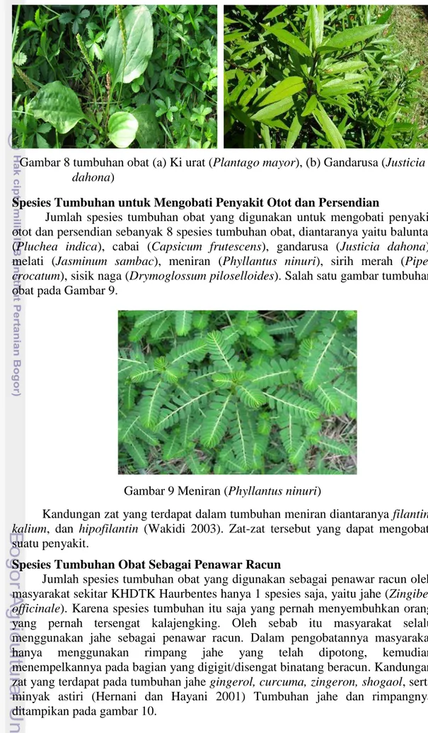 Gambar 8 tumbuhan obat (a) Ki urat (Plantago mayor), (b) Gandarusa (Justicia  dahona) 