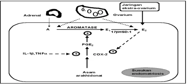 Gambar 4. Sintesis Estrogen Pada Endometriosis