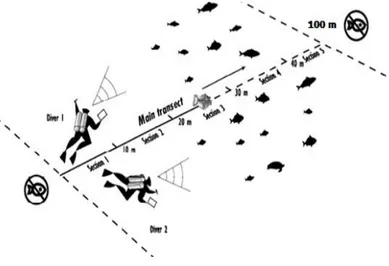 Gambar 2. Transek pengamatan dengan metode VES (Rumbiak, 2014) 