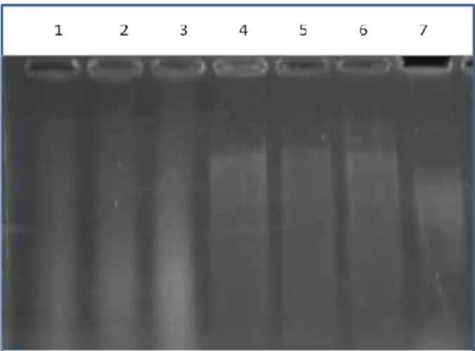 Gambar 1. Elektroforegram  DNA  hasil  isolasi  dari  tanah  sawah  (1-3:  metode  lisis  sel secara langsung; 4-6: metode lisis  sel  secara  tidak  langsung;  7:  kontrol  DNA total ragi) 