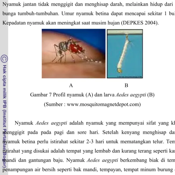 Gambar 7 Profil nyamuk (A) dan larva Aedes aegypti (B) (Sumber : www.mosquitomagnetdepot.com)