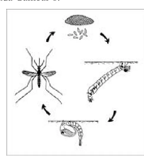 Gambar 8 Siklus hidup nyamuk Aedes aegypti (Sumber : http://biotechpestcontrols.com)