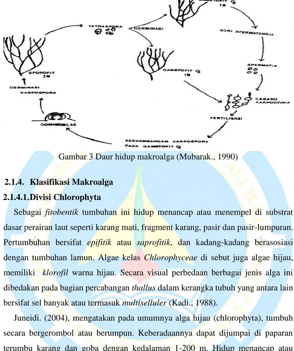 Gambar 3 Daur hidup makroalga (Mubarak., 1990) 