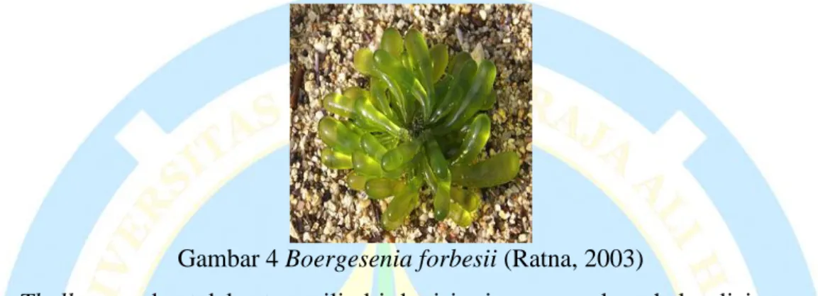 Gambar 4 Boergesenia forbesii (Ratna, 2003) 