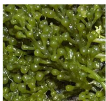 Gambar 6 Caulerpa lentillifera (Wild fact sheets., 2013) 