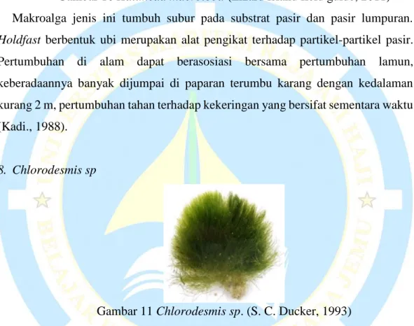 Gambar 11 Chlorodesmis sp. (S. C. Ducker, 1993) 