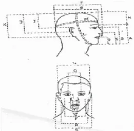 Gambar 1. Antropometri Kepala 