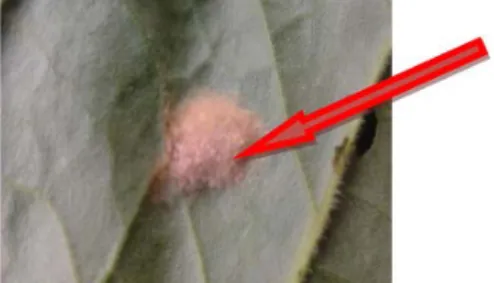 Gambar 2.1  Gambar telur Spodoptera litura 