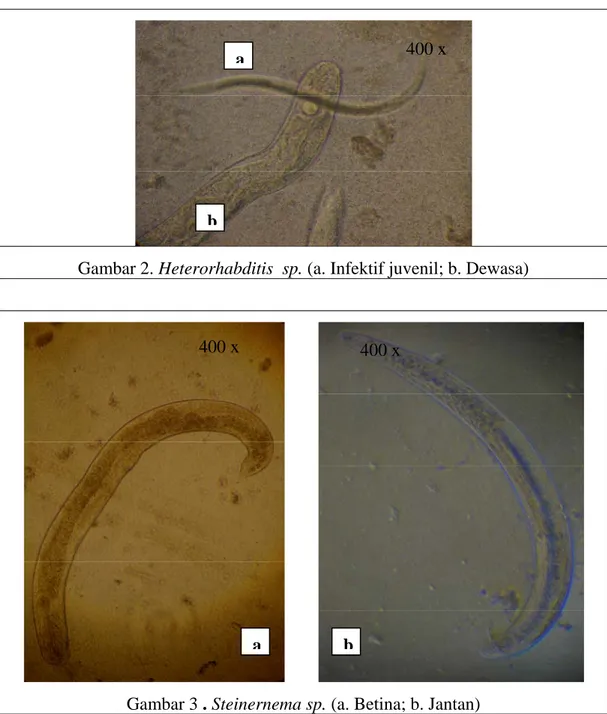 Gambar 2. Heterorhabditis  sp. (a. Infektif juvenil; b. Dewasa) b