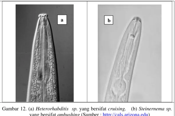 Gambar 12. (a) Heterorhabditis  sp. yang bersifat cruising.   (b) Steinernema sp. 
