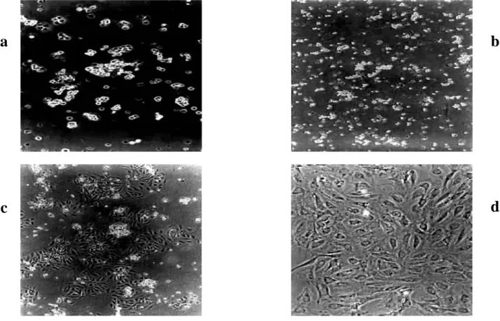 Gambar 1.  Hasil kultur sel endotel vena umbilikalis manusia setelah (a) 1 jam, (b) 4 jam, (c) 1 hari, (d) 3 hari