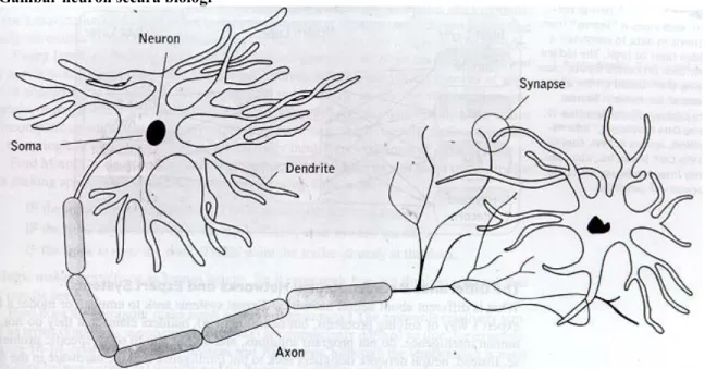 Gambar neuron secara biologi 