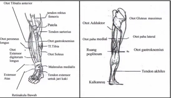 Gambar 11. Struktur Tungkai (Evelyn dalam Tim Anatomi, 2003:15)  Menurut  Tim  Anatomi  (2003:  14),  tidak  ada  pengukuran  yang  menghasilkan  hasil  yang  pasti  mengenai  panjang  tungkai,  karena  articular  interline  terbenam  dalam  sistem  muscul