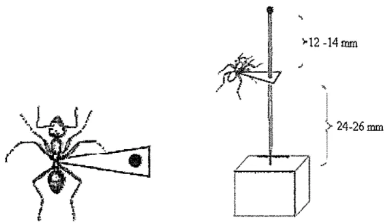 Gambar 6  Proses mounting semut (Gullan  &amp;  Cranston 2005) 