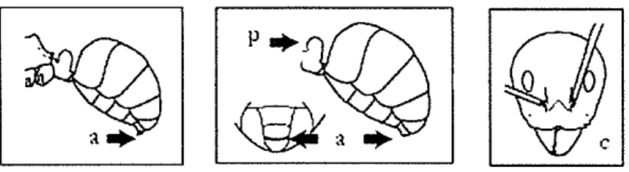 Gambar 11  Tapino7?zu sp.: (a) sisi anterior,  (b)  sisi lateral 