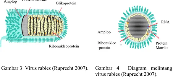Gambar 3  Virus rabies (Ruprecht 2007).  Gambar  4    Diagram  melintang  virus rabies (Ruprecht 2007)
