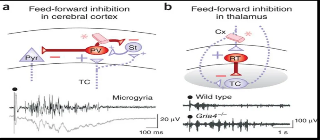 Gambar  3.  a.  Feed-forward  inhibition  in  cerebral  cortex;  b.  Feed-forward  inhibition in thalamus