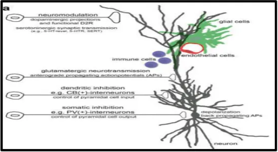 Gambar  3b  menunjukkan  input  eksitatorik  dari  korteks  ke  thalamus  menghasilkan aktivasi kuat dari interneuron inhibitor, menyebabkan  feed-forward  inhibition yang kuat dari neuron eksitatorik