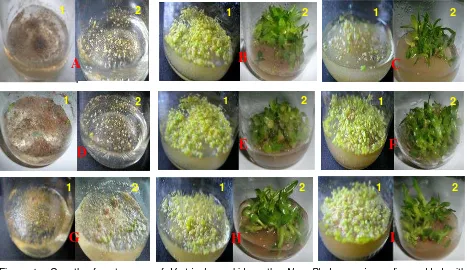 Figure 1.  Growth of protocorms of V. tricolor orchid on the New Phalaenopsis medium added with complex additives (tomato juice/TJ and coconut water/CW) (A=TJ0+CW0 ; B=TJ100+CW0; C=TJ200+CW0; D=TJ0+CW100; E=TJ100+CW100; F=TJ200+CW100; G=TJ0+CW200; H=TJ100+CW200; I = TJ200+CW200; TJ=Tomato Juice; CW = Coconut water; The number behind TJ and CW indicates concentration (see Material and Methods); 1=8 weeks after seed sowing; 2=24 weeks after seed sowing ; Bottom diameter of culture bottle = 4.5 cm) 