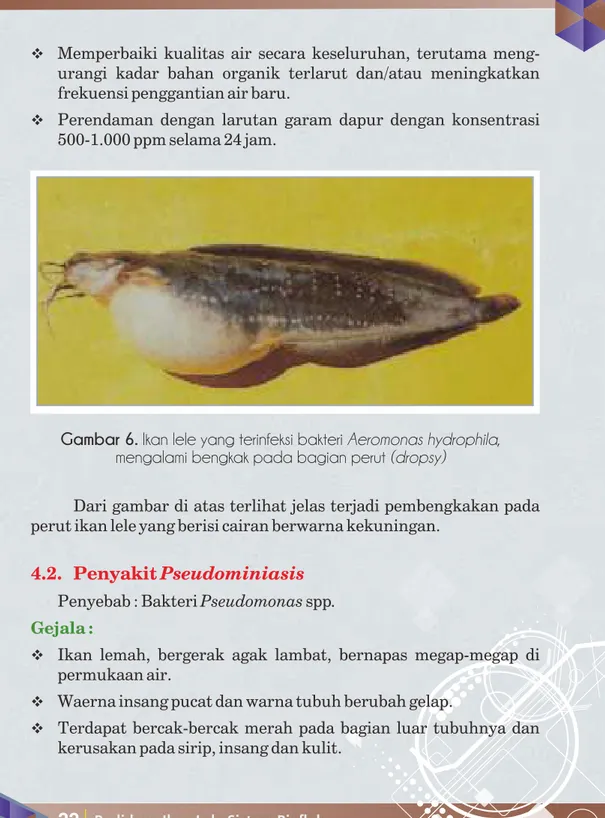 Gambar 6. Ikan lele yang terinfeksi bakteri Aeromonas hydrophila,  mengalami bengkak pada bagian perut (dropsy) 