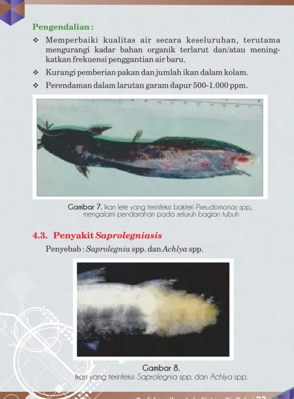 Gambar 7. Ikan lele yang terinfeksi bakteri Pseudomonas spp.,  mengalami pendarahan pada seluruh bagian tubuh 
