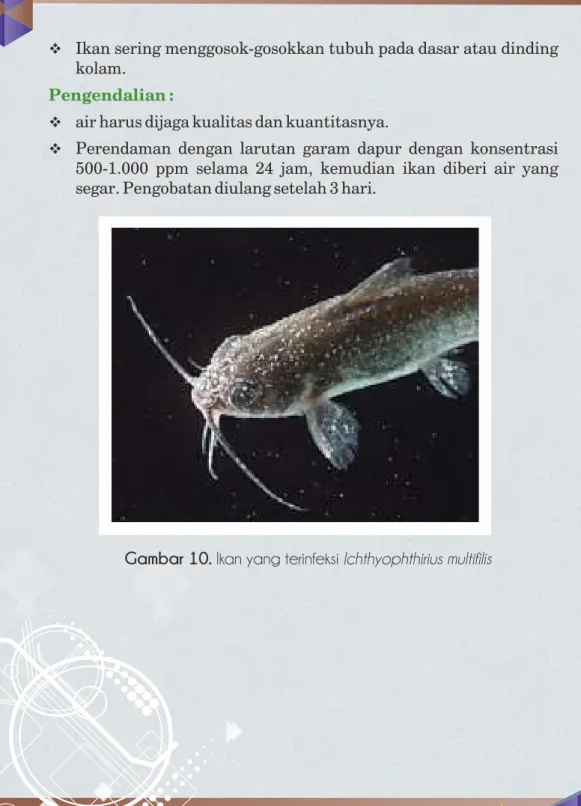 Gambar 10. Ikan yang terinfeksi Ichthyophthirius multilis