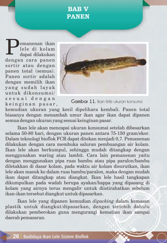 Gambar 11. Ikan lele ukuran konsumsi 