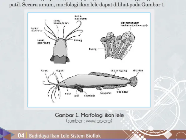 Gambar 1. Morfologi ikan lele         (sumber : www.fao.org) 