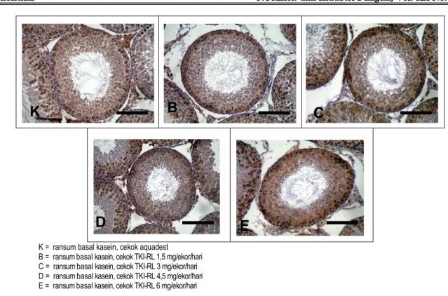 Gambar 3.  Fotomikrograf jaringan testis tikus perlakuan yang diwarnai secara imunohistokimia terhadap Cu,Zn-SOD, skala = 50 µm  Kelompok  tikus  yang  dicekok  TKI-RL  dengan  dosis  IF  lebih 