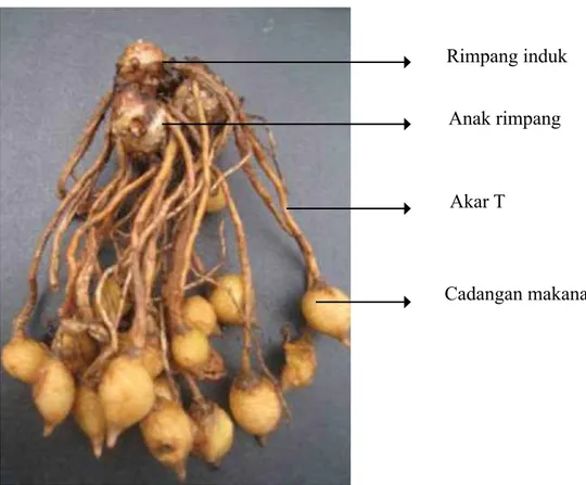 Gambar 1.   Rimpang Curcuma alismatifolia Chiangmay Pink