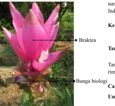 Gambar 2. Braktea dan bunga biologi