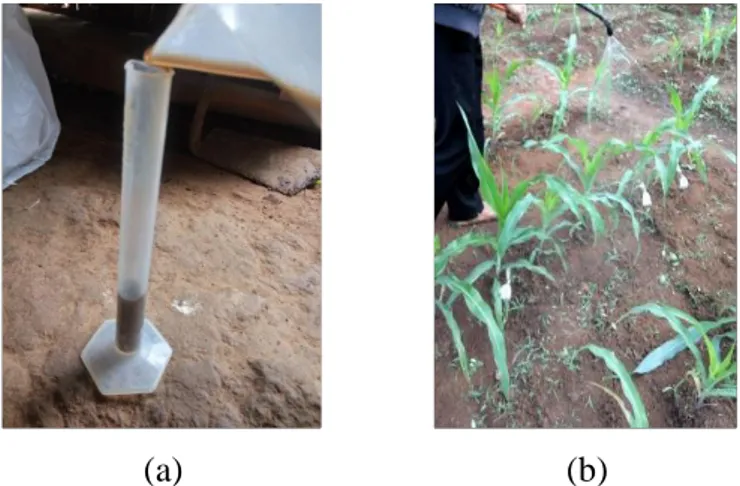 Gambar 4.  Aplikasi pupuk organik (a) penakaran pupuk bio-slurry cair                               (b) penyemprotan pupuk bio-slurry cair 