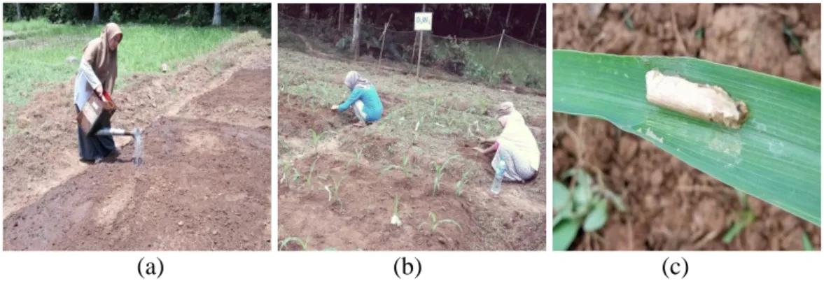 Gambar 6.  Pemeliharaan tanaman jagung (a) penyiraman; (b) penyiangan;  