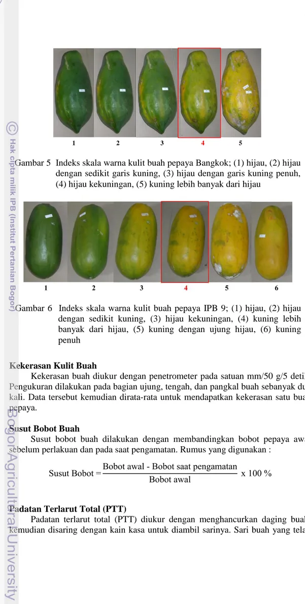 Gambar 5  Indeks skala warna kulit buah pepaya Bangkok; (1) hijau, (2) hijau  dengan sedikit garis kuning, (3) hijau dengan garis kuning penuh,  (4) hijau kekuningan, (5) kuning lebih banyak dari hijau 