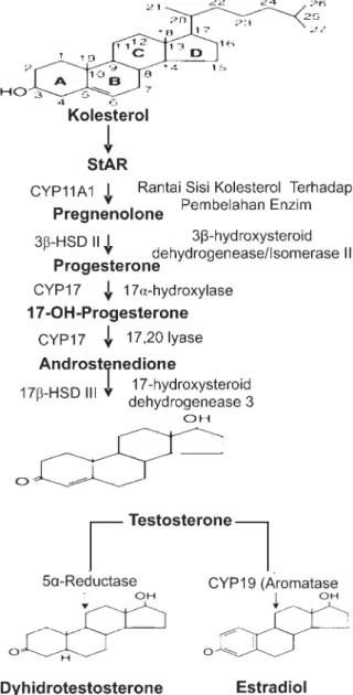 Gambar 1. Pathway Pembentukan Testosteron di dalam Testis dan Konversi Testosteron Menjadi Bentuk Metabolit Aktif di dalam Jaringan Perifer